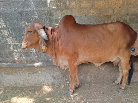 ૨ ગાય વેશવાની છે