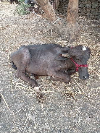 બે પાડા વેચવાના છે