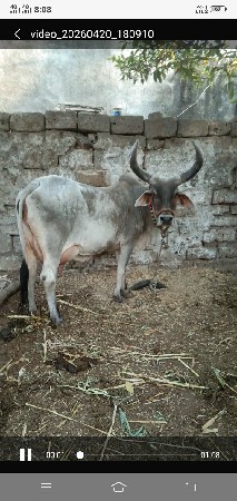 ગાય વેચવાની છે