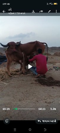 ગાય