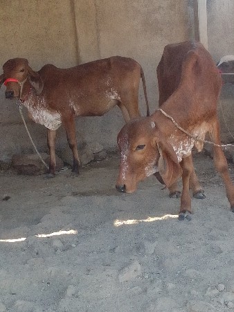 વાછડીયો ગીર કાબરીયુ ના સાટા કરવા
