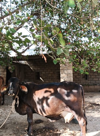 ગાય વેચવાની છે