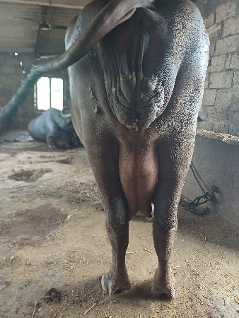 સિસોદિયા સાપરાજ ભાઈ નાનુભાઈ