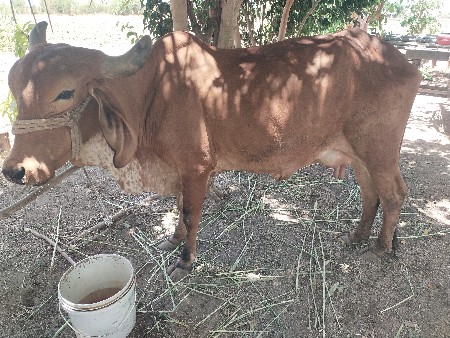 દૂધ ખાવા  દેવાનીસે