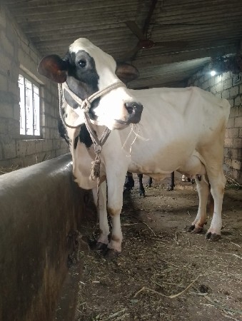 આ ગાય આપી દેવની છે