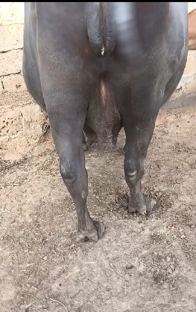 ભેંસ વેચવાની છે