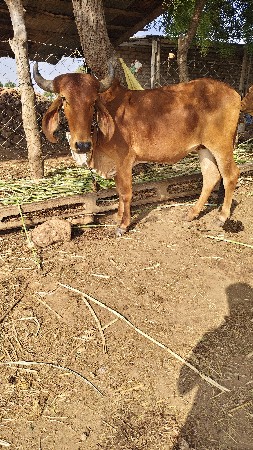 વાછડી ના સાટા કરવા ના છે