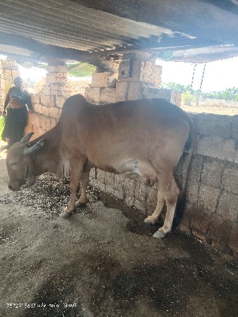 ગાય વેચવાની છે