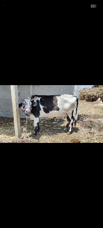 એચ. એફ. ગાય વેચવાની છે