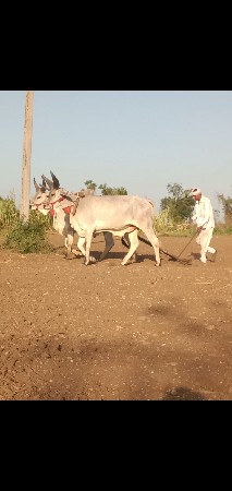 ચાર દાતે વઢિયારા વેચવાનાછે