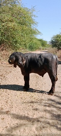 pado