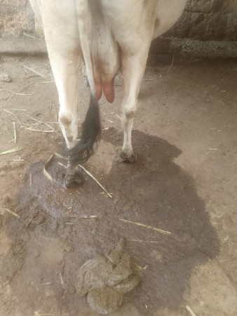 ગાય વેચવાની