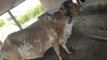 ગીર ગાય વેચવાની છે