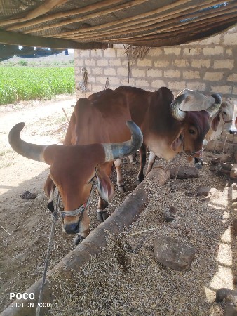 બળદ વેચવાના છે