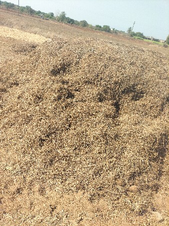 માંડવી નો ભૂક્કો 37 નંબર