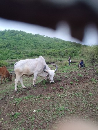 બળદ