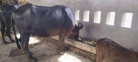 ખડેલી વેચવાનું છે