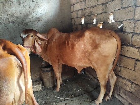 વેચવાની છે