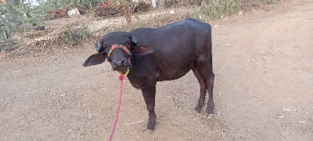 Taluka