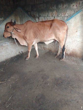 2, ઞાય વેશવાની છે