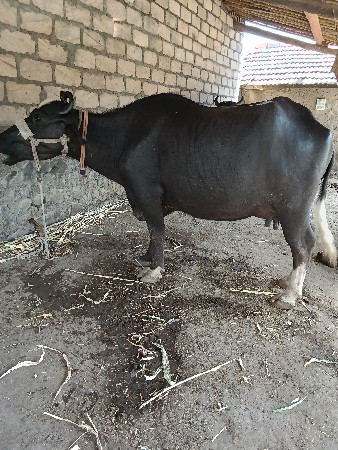 ભેંસ વેચવાની સે
