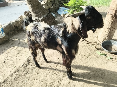 bakro