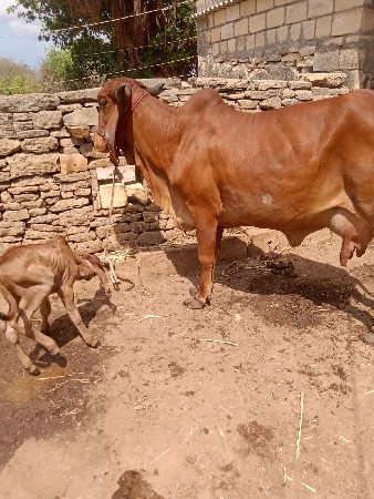 ગીર ગાય વેચવાની છે