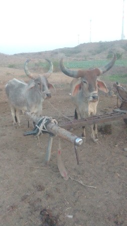 બળદ વેચવાના છે