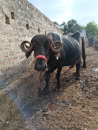 બને ભેસું વેચવાની છે