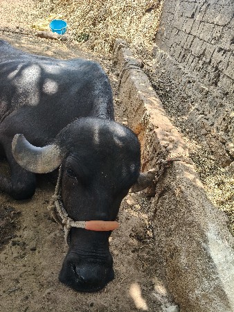 ભેસ વેચવાની છે ૧ વેતર માં છે