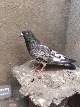 મારવાળા એક્સચેન્જ કરવાનાં છે
