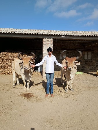 બળદ વેચવાના છે બીજીધના