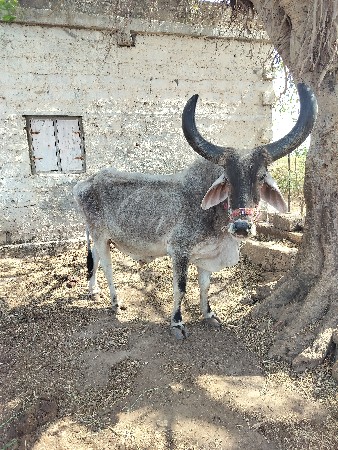 બળદ વેચવાનો છે