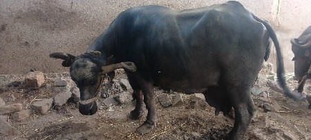 ભેંસ વેચવાની છે