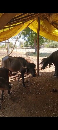 પાડો વેચવાનો છે