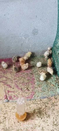 ઓરીજનલ દેશી બચ્ચા 🐥