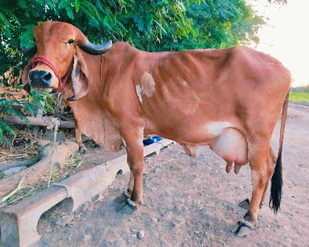 ગીર ગાય વેચવાની
