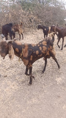 ગરકડો બકરો વેચવાનો