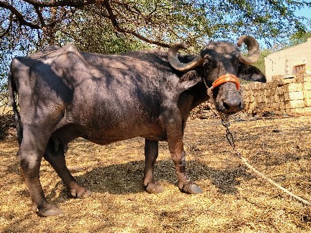 ભેંસ વેચવાની છે