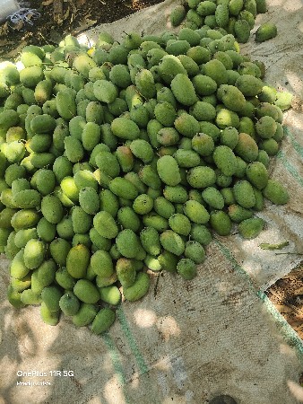 કેસર કેરી વેચવા ની છે
