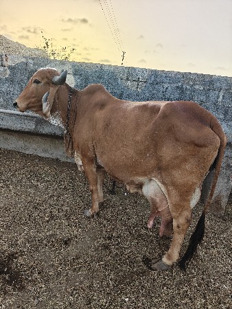 ગીર ગાય વેચવાની છે