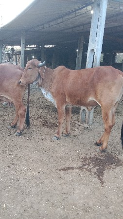 વાછરડી