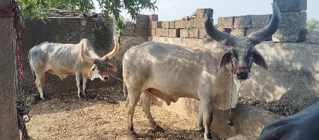 વઠીયારા બળદ