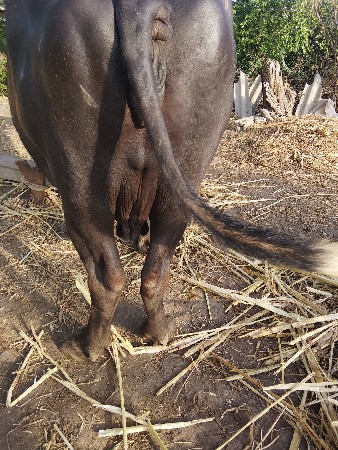 ત્રીજું.વેતર.20.દીવચની.કાછી