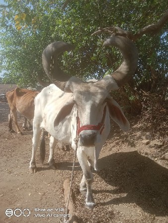 બળદ વેચવાના છે