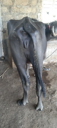 વેચાવ ખડોલ