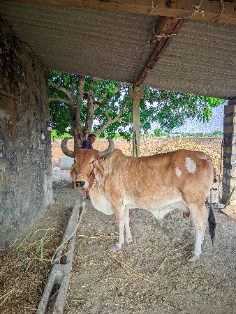 વેચવાંની  છે