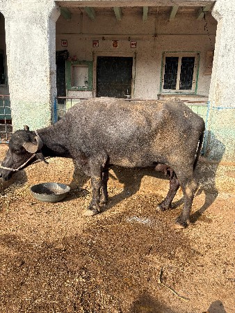 ભેંસ વેચવા ની છે,