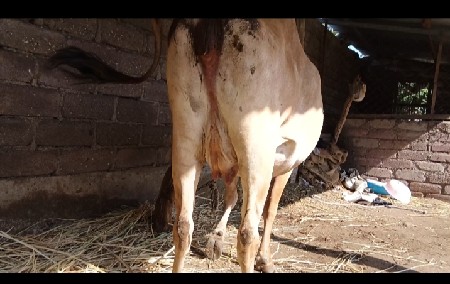 સાવ સોજી ગાય