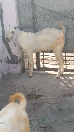 બકરાં વેચવાના છે